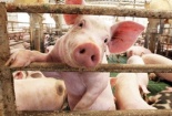 Giá heo hơi ngày 14/05/2020: Điệp khúc tăng giá ở các miền vẫn chưa có dấu hiệu dừng