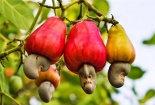 Hạt điều vàng: Nâng cao giá trị sản phẩm nhờ làm chủ khoa học công nghệ