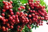 Chuẩn bị tổ chức Hội nghị tiêu thụ vải thiều Bắc Giang quy mô lớn