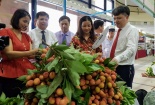 Đưa vải thiều Thanh Hà đến với người tiêu dùng Thủ đô