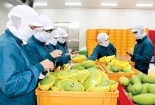 Rau quả Việt: Đa dạng thị trường với EVFTA, không đơn giản