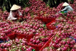 Nông sản Việt cần nâng cao chất lượng để đáp ứng yêu cầu của thị trường 