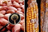 Loạt thực phẩm tiềm ẩn chất kịch độc có thể gây ung thư cần tránh xa 
