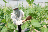 Tiếp tục ứng dụng khoa học kỹ thuật để tăng năng suất chất lượng vùng rau an toàn 