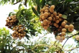 Thúc đẩy xuất khẩu trái nhãn sang thị trường Trung Quốc