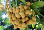 Sau khi cập bến Australia nhãn Việt được bán với giá gần 200.000 đồng/kg