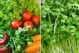 Cảnh báo lý do rau xanh, rau mầm rất dễ gây ngộ độc 