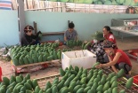 Đặc sản miền núi Việt Nam ghi dấu trên bản đồ thực phẩm thế giới