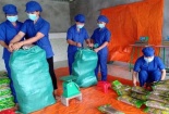 Hơn 5 tấn miến dong Bắc Kạn lần đầu xuất khẩu sang châu Âu