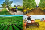 Ngành Nông nghiệp và định hướng tăng trưởng gắn với chất lượng