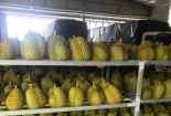 Quản lý mã số vùng trồng- Điều kiện để xuất khẩu nông sản tăng trưởng bền vững