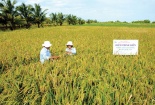 Chính thức cấp chứng nhận đăng ký nhãn hiệu 'Lúa sinh thái Cà Mau'