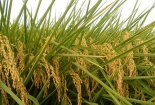 Trồng lúa Japonica chất lượng an toàn: Nông dân Hà Nội thu 60 triệu đồng/ha/vụ