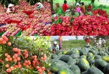 Rau quả Việt Nam tiến vào EU: Cần sản xuất theo hướng an toàn