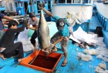 Gỡ thẻ vàng cho thủy sản: Sẽ tăng mức xử phạt vi phạm ngang bằng tiêu chuẩn EC