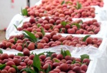 Hỗ trợ DN nắm bắt quy định mới về kiểm soát chất lượng rau quả nhập khẩu vào thị trường Trung Quốc