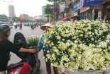 Bán cúc họa mi đầu mùa, gánh hàng rong lãi tiền triệu mỗi ngày