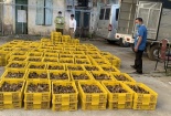 Nhập lậu giống gia cầm gia tăng và phức tạp tại cửa khẩu biên giới 