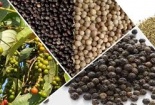Các container hồ tiêu của doanh nghiệp Việt Nam mắc kẹt tại Nepal đã được giải cứu thành công 