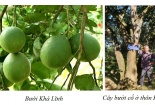 Bảo hộ chỉ dẫn địa lý 'Khả Lĩnh' cho sản phẩm bưởi