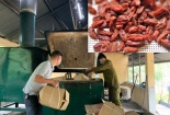 Lựa chọn hạt Kỷ Tử thận trọng kẻo dễ 'dính' hàng Trung Quốc không đạt tiêu chuẩn