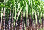 Phân bón Phú Mỹ chung tay phát triển vùng mía nguyên liệu