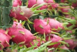 Diện tích thanh long Trung Quốc tăng hơn 10 lần