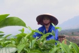 Việt Nam có nhiều cơ hội xuất khẩu chè sang Ba Lan nhờ thuế giảm về 0%