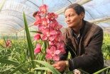 Cảnh báo hoa Trung Quốc đội lốt hoa Đà Lạt