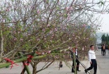 Phó Thủ tướng Trịnh Đình Dũng: Nghiên cứu kỹ phương án truy xuất nguồn gốc cây đào