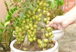 Mua sắm Tết, cẩn trọng mua phải cây cảnh giả gắn keo: Chuyên gia chỉ cách phát hiện
