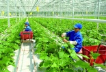 Phát triển nông nghiệp hữu cơ phải gắn với tiêu chuẩn chất lượng 