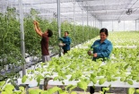 Giải pháp phát triển nông nghiệp hữu cơ bền vững 
