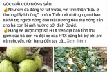 Cộng đồng mạng kêu gọi giải cứu nông sản Hải Dương bị dồn ứ do dịch Covid-19