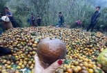 Nguồn gốc thực sự của 'cam sành Hà Giang' giá rẻ chỉ 6 nghìn đồng/kg đang bán đầy chợ