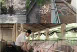 Xử lý nước thải chăn nuôi không đáp ứng quy chuẩn kỹ thuật bị xử phạt thế nào?