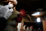 Đề cao cảnh giác lây nhiễm cúm A (H5N8) từ gia cầm sang người