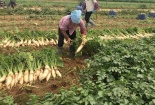 Hà Nội thực hiện đồng bộ các giải pháp hỗ trợ nông dân tiêu thụ nông sản, tránh “được mùa mất giá” 