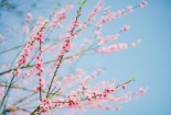 Mãn nhãn hoa anh đào, đào rừng đẹp như chốn Phù Tang tại Fansipan