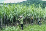 Bộ Công Thương tổ chức tham vấn điều tra chống bán phá giá đường từ Thái Lan