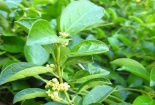 Cẩn trọng với chế phẩm từ dây thìa canh không rõ nguồn gốc hỗ trợ điều trị bệnh tiểu đường