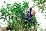 Bảo hộ chỉ dẫn địa lý cho sản phẩm chè Shan tuyết Na Hang