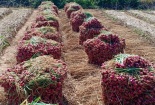 Tiêu thụ 30 tấn hành tím Sóc Trăng qua sàn thương mại điện tử