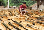 Lào Cai lần đầu xuất khẩu sản phẩm quế có chỉ dẫn địa lý