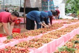 Không để sản xuất 'đứt gãy', Bắc Giang lên kịch bản tiêu thụ vải thiều
