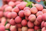 Vải thiều Hải Dương sẵn sàng chinh phục thị trường khó tính
