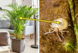Những loại cây cảnh có thể gây nguy hiểm khi trồng ở trong nhà