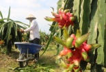 Áp dụng truy xuất nguồn gốc theo chuẩn GS1: Mô hình từ trang trại thanh long Bình Thuận