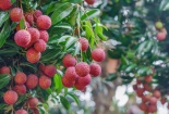 Ưu tiên cấp chứng nhận xuất xứ cho nông sản Hải Dương, Bắc Giang