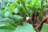 Thực hư về dược liệu có thể phòng ngừa COVID-19?